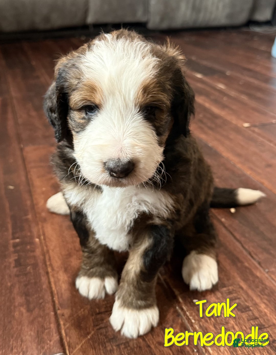 Bernedoodle dogs for sale: Tank - Ad 1