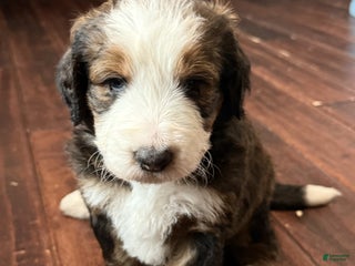 Bernedoodle dogs Tank - Ad 8