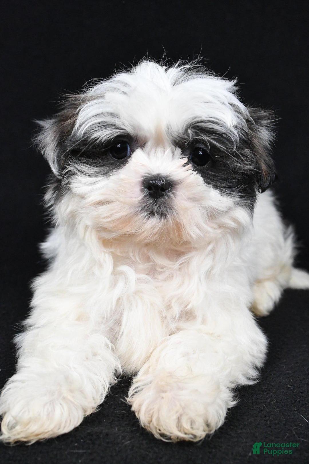 Shih Tzu dogs for sale: Benny - Ad 10