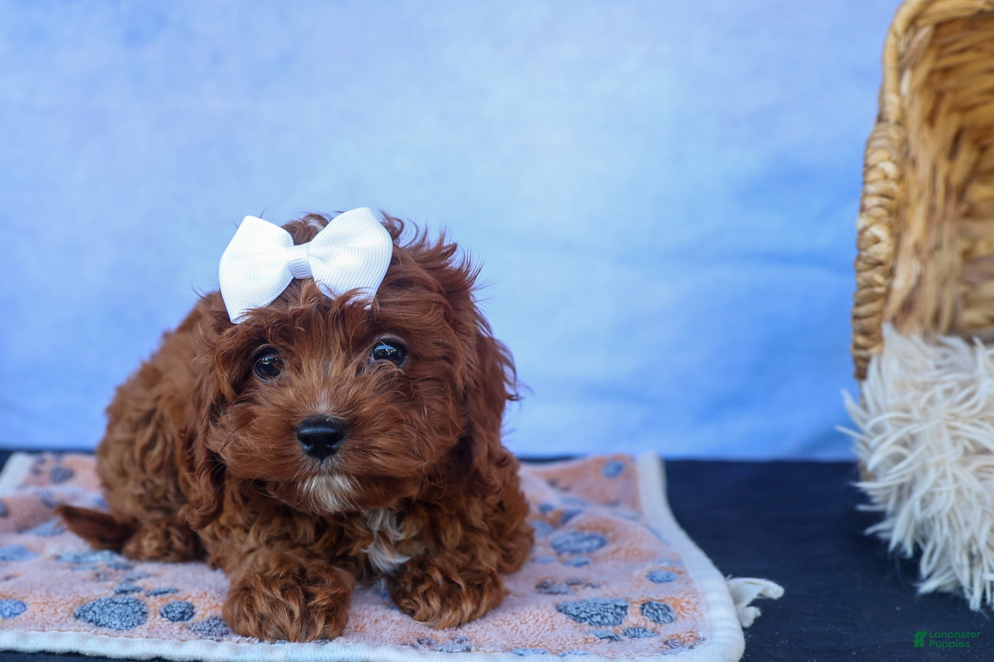 Cavapoo dogs for sale: RHODA - Ad 8