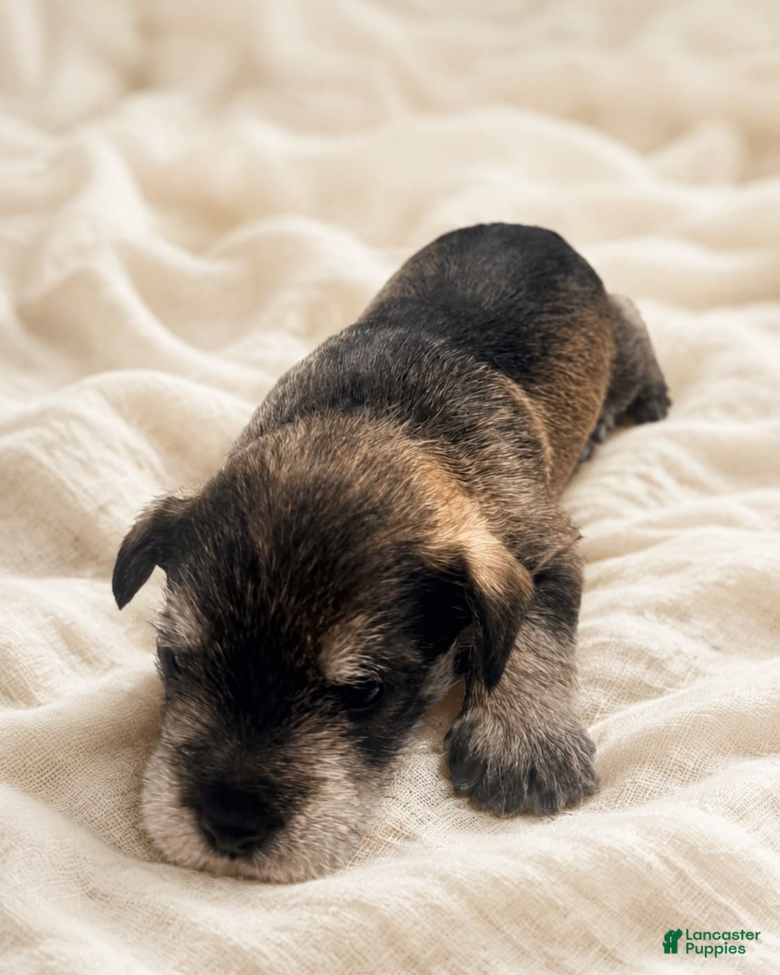 Miniature Schnauzer dogs Miniature Schnauzer 1 - Ad 1