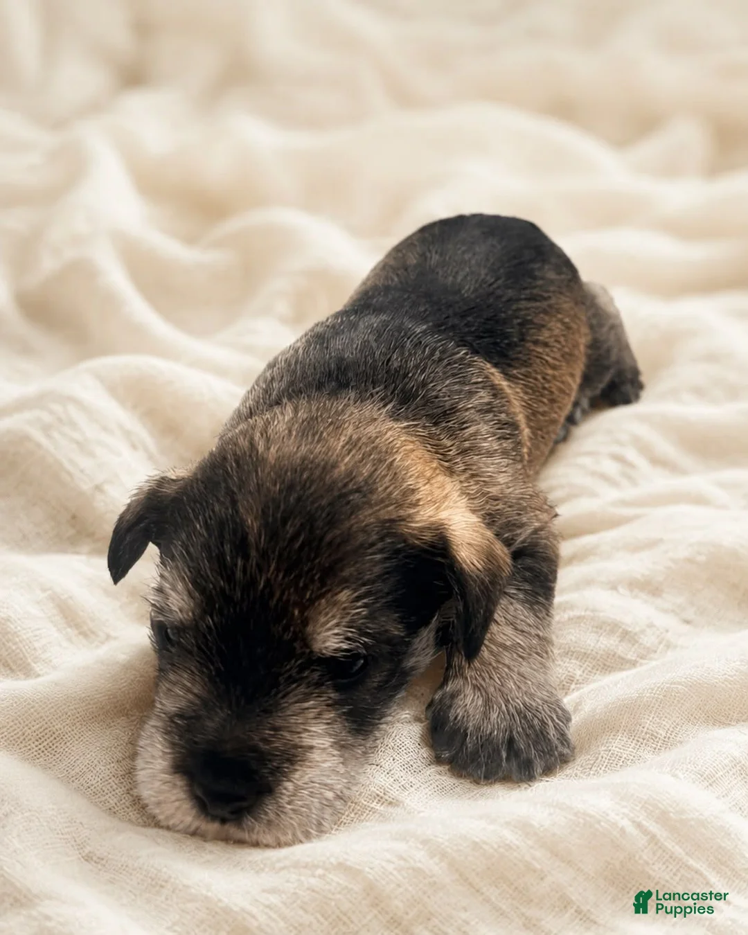 Miniature Schnauzer dogs for sale: Miniature Schnauzer 1 - Ad 1