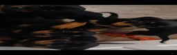Rottweiler dogs for sale: Rottweiler 9 - Ad 5