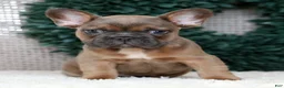 French Bulldog dogs for sale: Hank - Ad 3