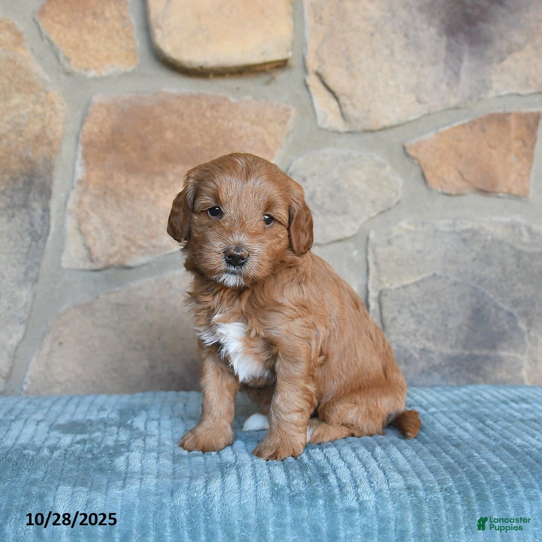 Mini Goldendoodle dogs for sale: Millie - Image 4