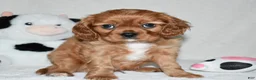 Cavalier King Charles Spaniel dogs for sale: Uri  - Ad 10