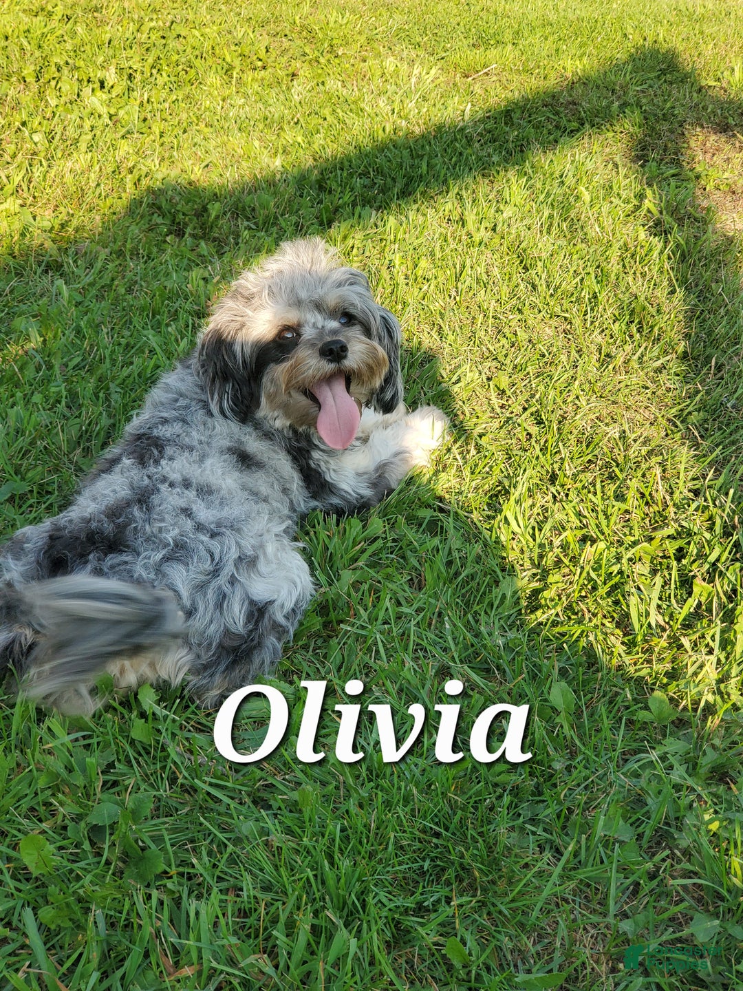 Cavapoo dogs for sale: Crystal  - Ad 6