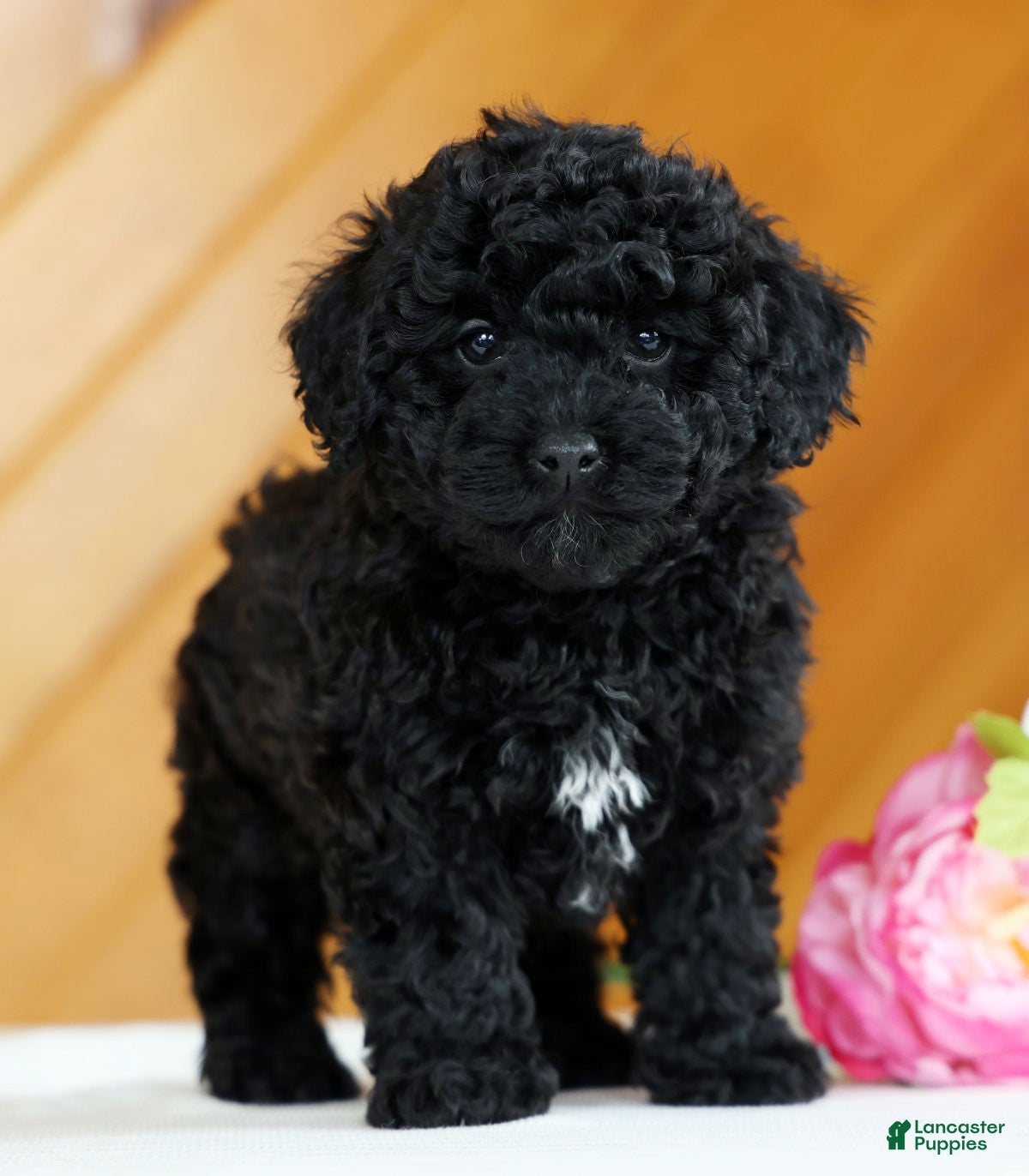 Toy Poodle dogs Bella - Ad 2