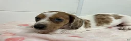Miniature Dachshund dogs for sale: Zippy  - Ad 5
