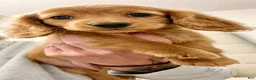 Miniature Dachshund dogs for sale: Miniature Dachshund 3 - Ad 3