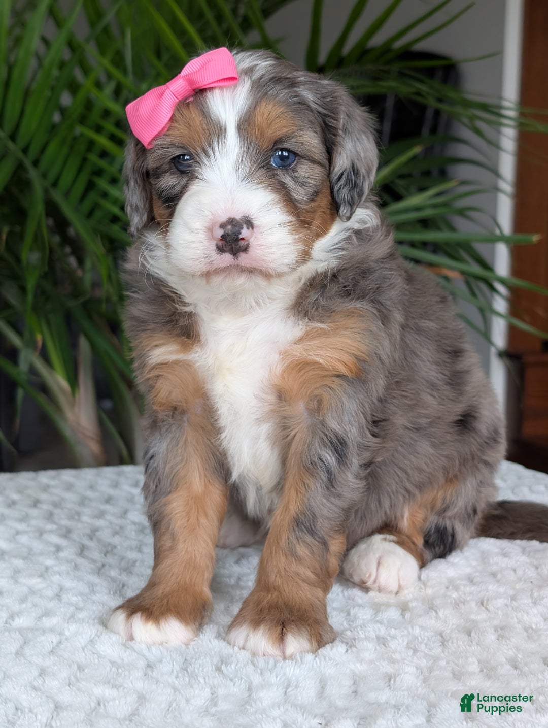 Mini Bernedoodle dogs for sale: Mini Indy  - Ad 21