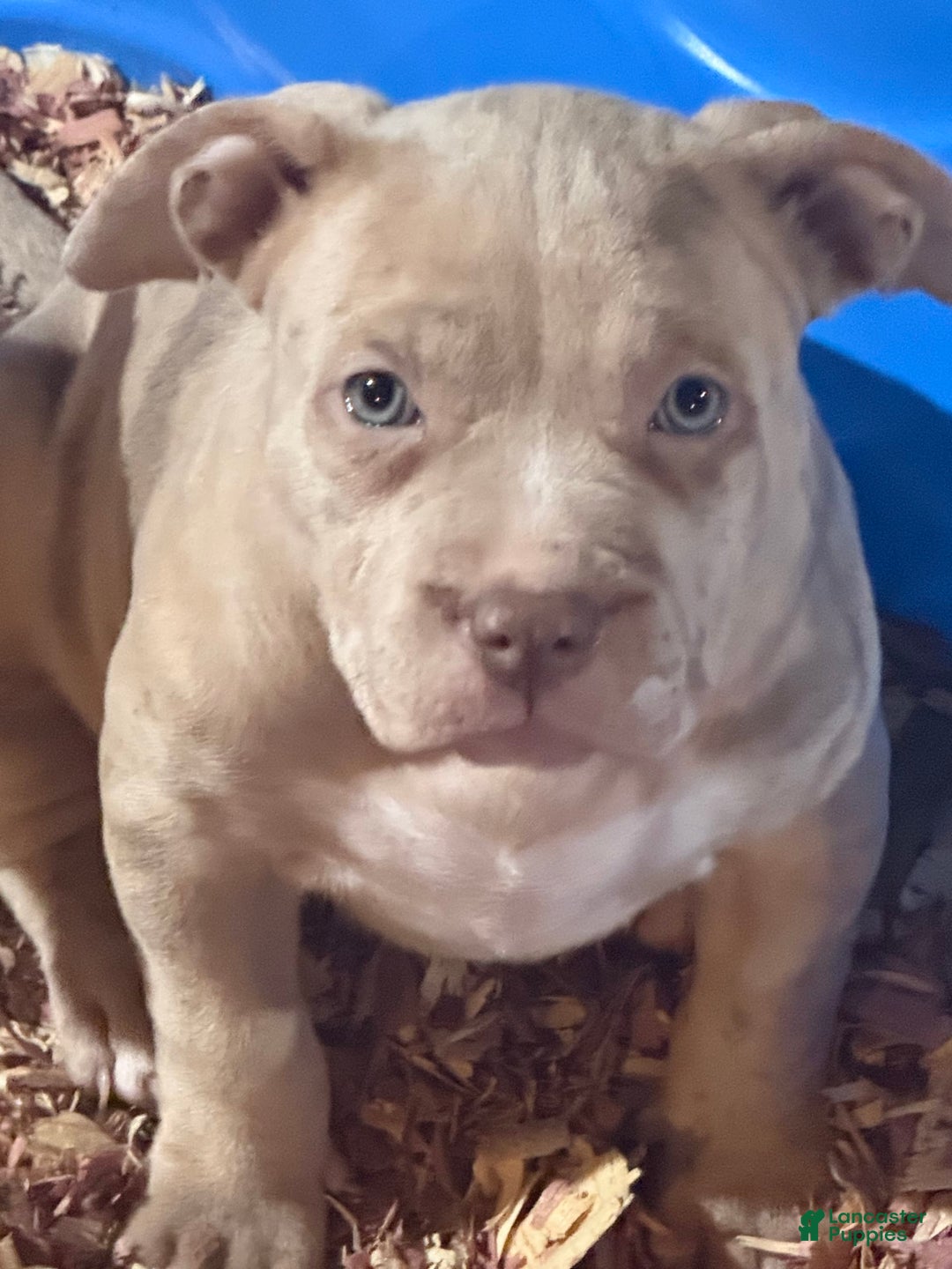 American Bully puppies for sale in Bristol Lancaster Puppies