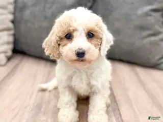 Miniature Poodle dogs for sale: Parker - Ad 3