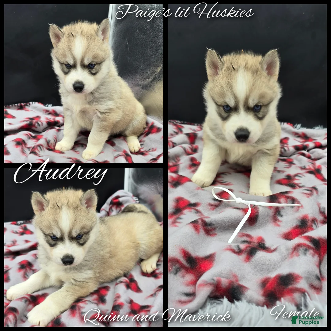 Siberian Husky dogs for sale: Audrey  - Ad 4