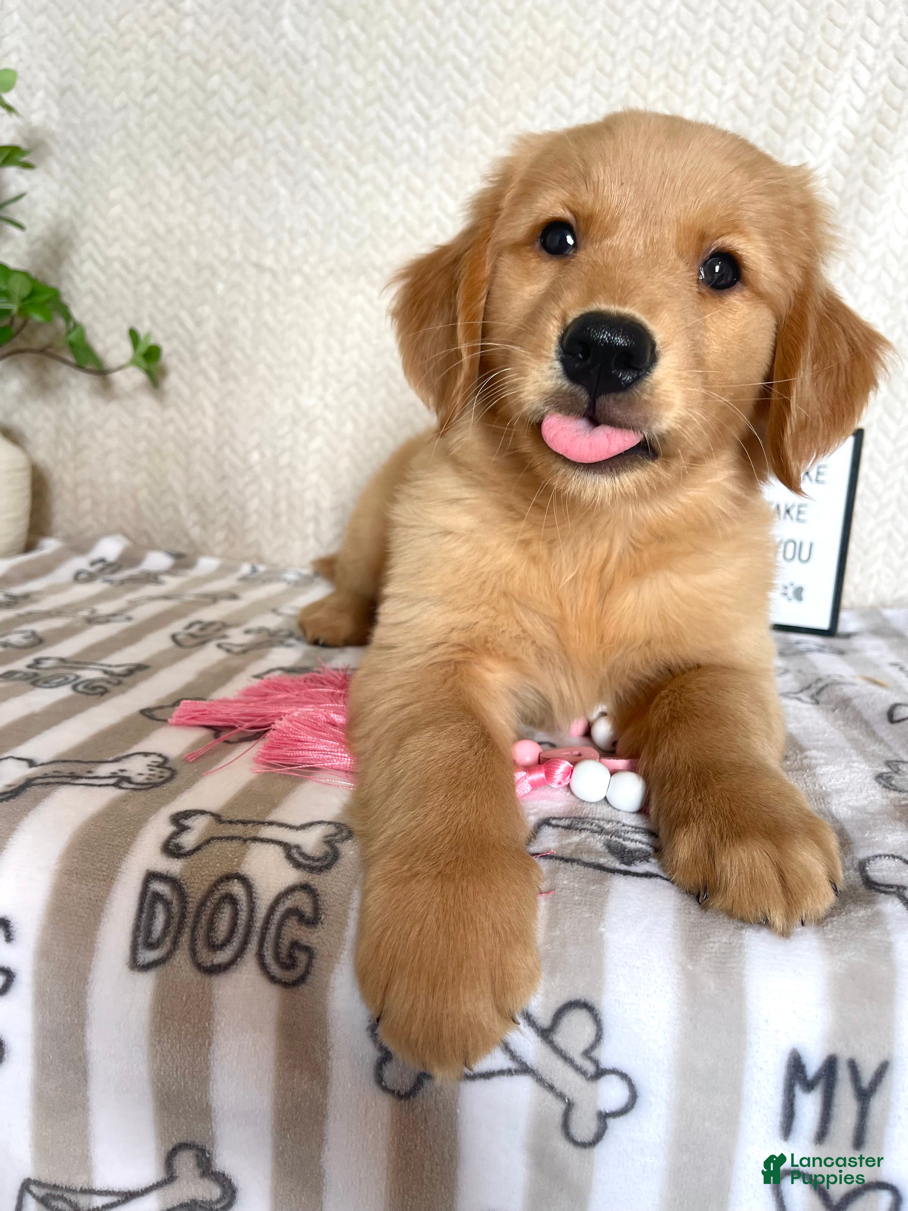 Golden Retriever dogs Gemma - Ad 19