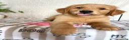 Golden Retriever dogs for sale: Gemma - Ad 1