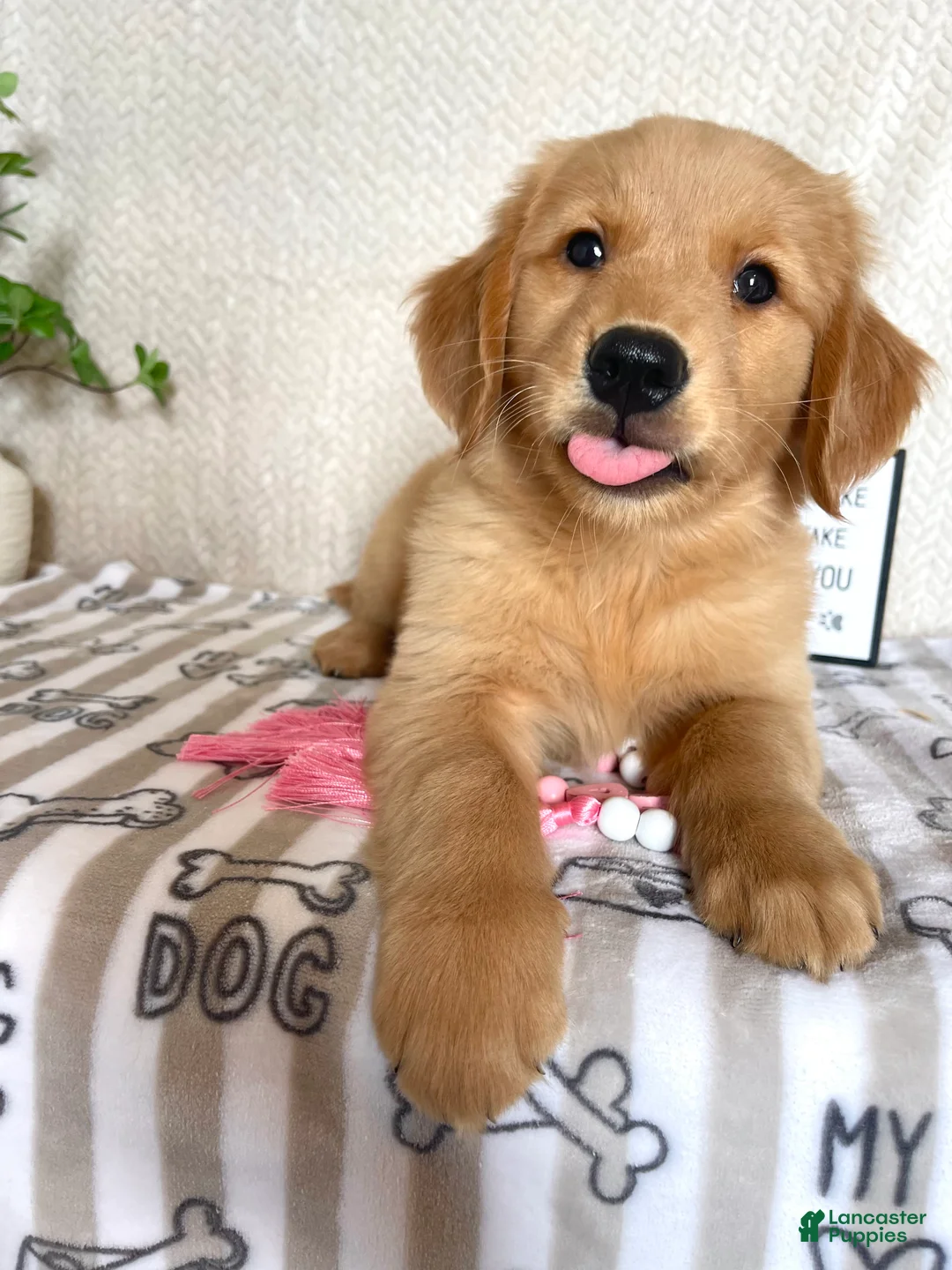 Golden Retriever dogs for sale: Gemma - Ad 1