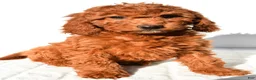 Mini Goldendoodle dogs for sale: Sienna - Ad 5