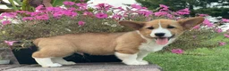 Welsh Corgi Pembroke dogs for sale: Welsh Corgi Pembroke 2 - Ad 4