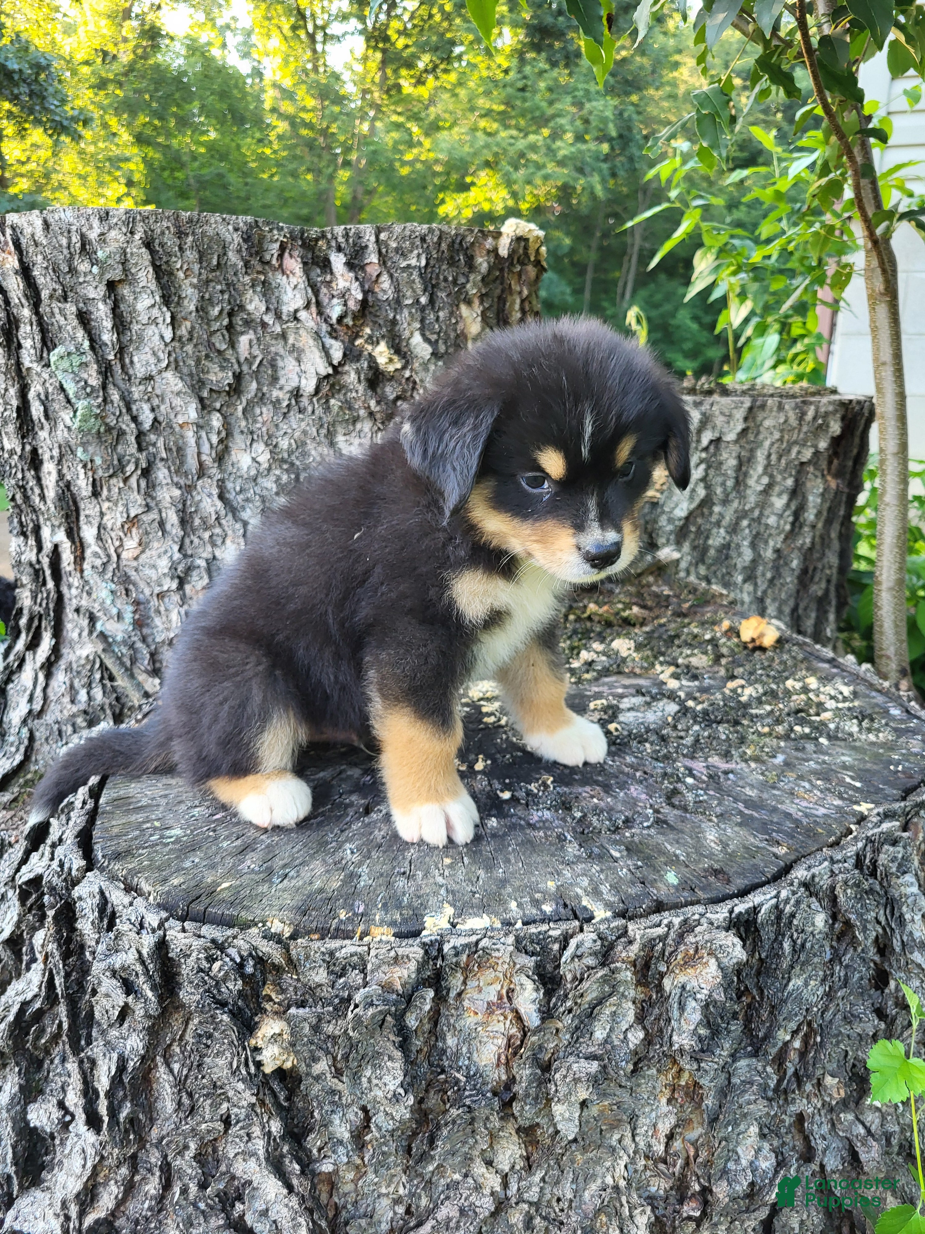 Mixed Breed dogs Leo - Ad 2