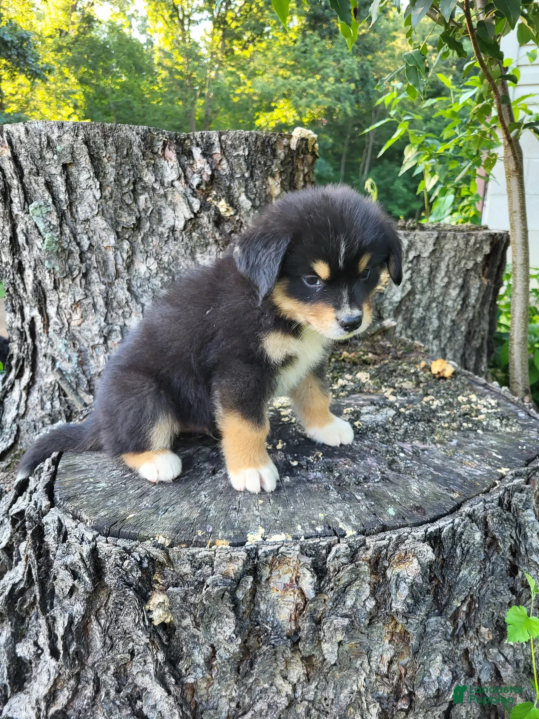 Mixed Breed dogs for sale: Leo - Ad 2