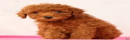 Mini Goldendoodle dogs for sale: Odin - Ad 7