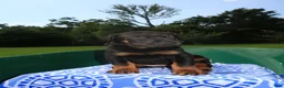 Mixed Breed dogs for sale: Goliath - Ad 2