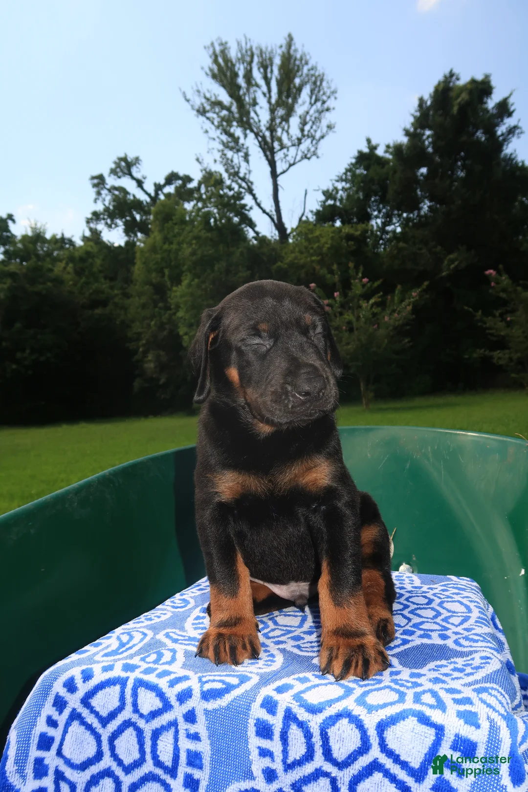 Mixed Breed dogs for sale: Goliath - Ad 2
