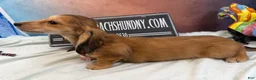 Miniature Dachshund dogs for sale: Gucci girl - Ad 2