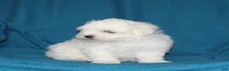 Malshi dogs for sale: Charlie - Ad 3