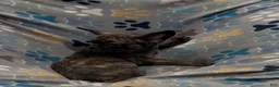 Frug dogs for sale: Tucker - Ad 3