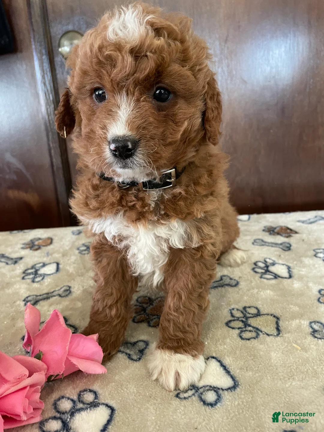 Mini Goldendoodle dogs for sale: Romeo - Ad 3