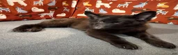 German Shepherd dogs for sale: Cooper - Ad 4