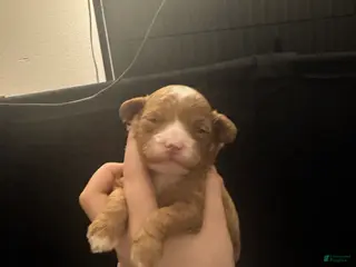 Toy Poodle dogs Toy Poodle Puppy 2 - Ad 2