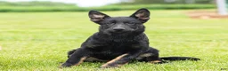 German Shepherd dogs for sale: Sadie German Shepherd Puppy  - Ad 3