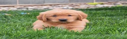 Golden Retriever dogs for sale: Gizmo - Ad 4