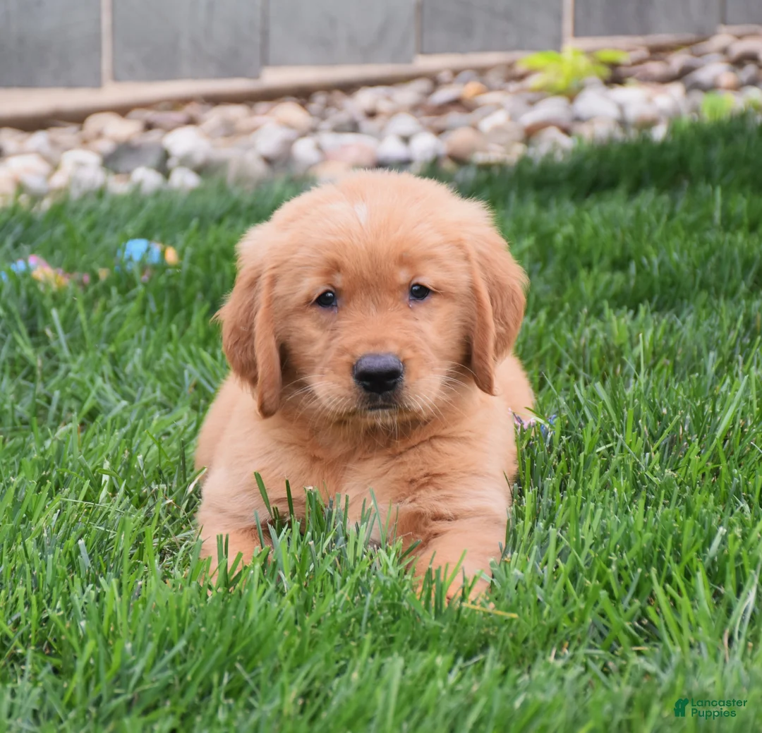 Golden Retriever dogs for sale: Gizmo - Ad 4