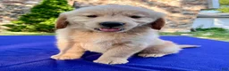 Golden Retriever dogs for sale: Chip - Ad 3