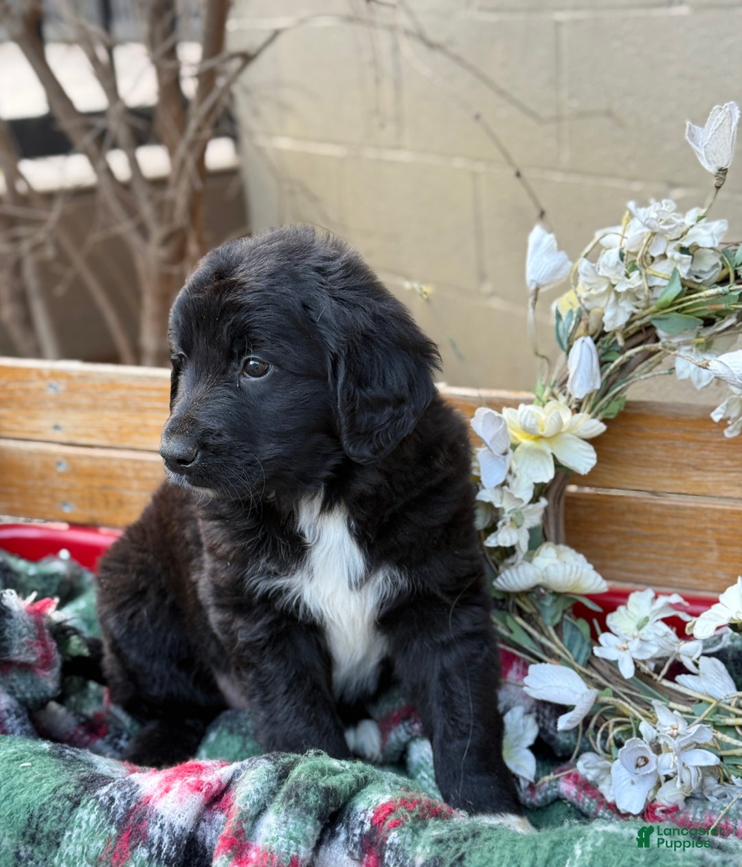 Mixed Breed dogs for sale: Ranger - Ad 10