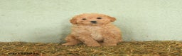Mini Goldendoodle dogs for sale: Brady  - Ad 4