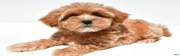 Shihpoo dogs for sale: Princess - Ad 3