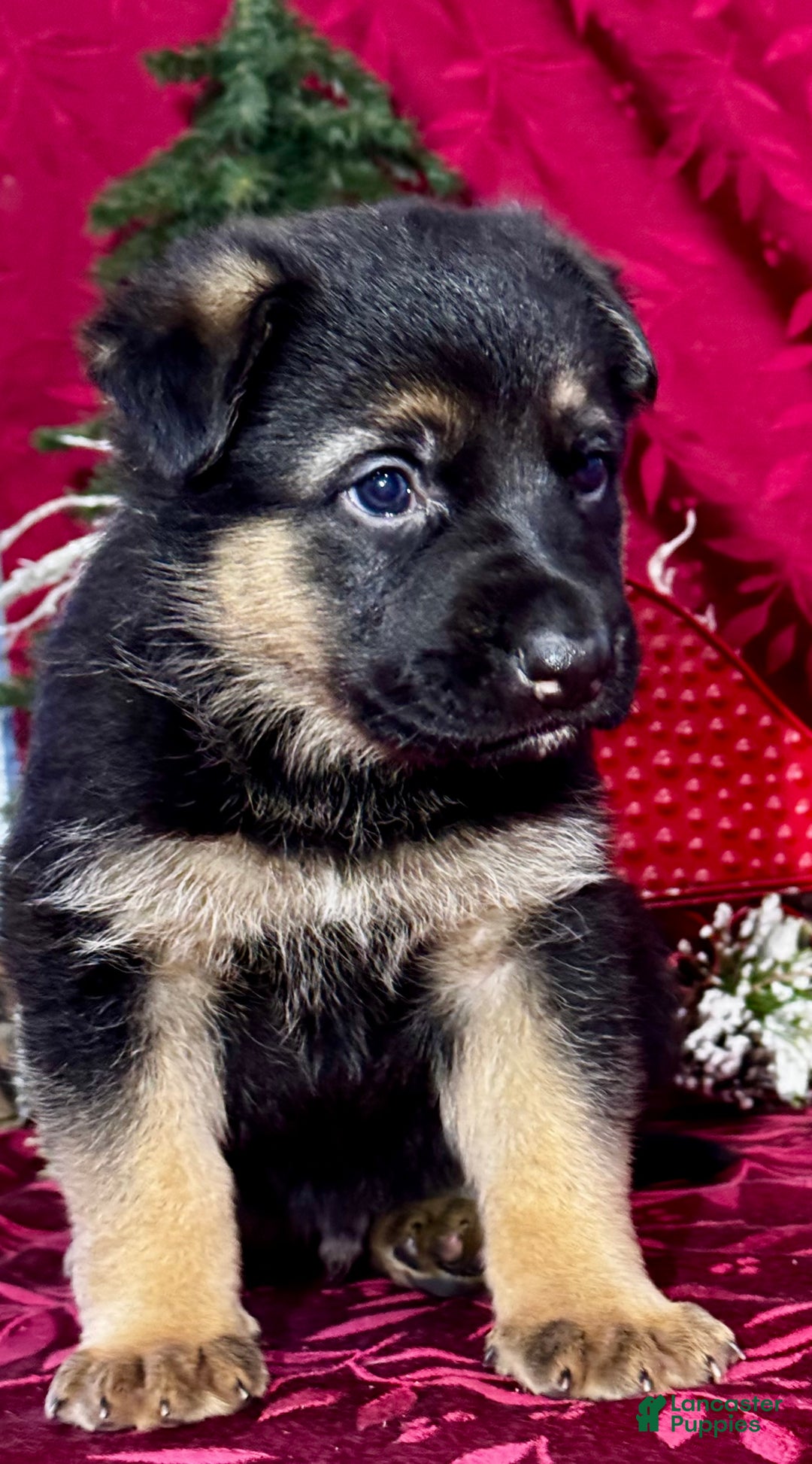 German Shepherd dogs for sale: Reno - Ad 3