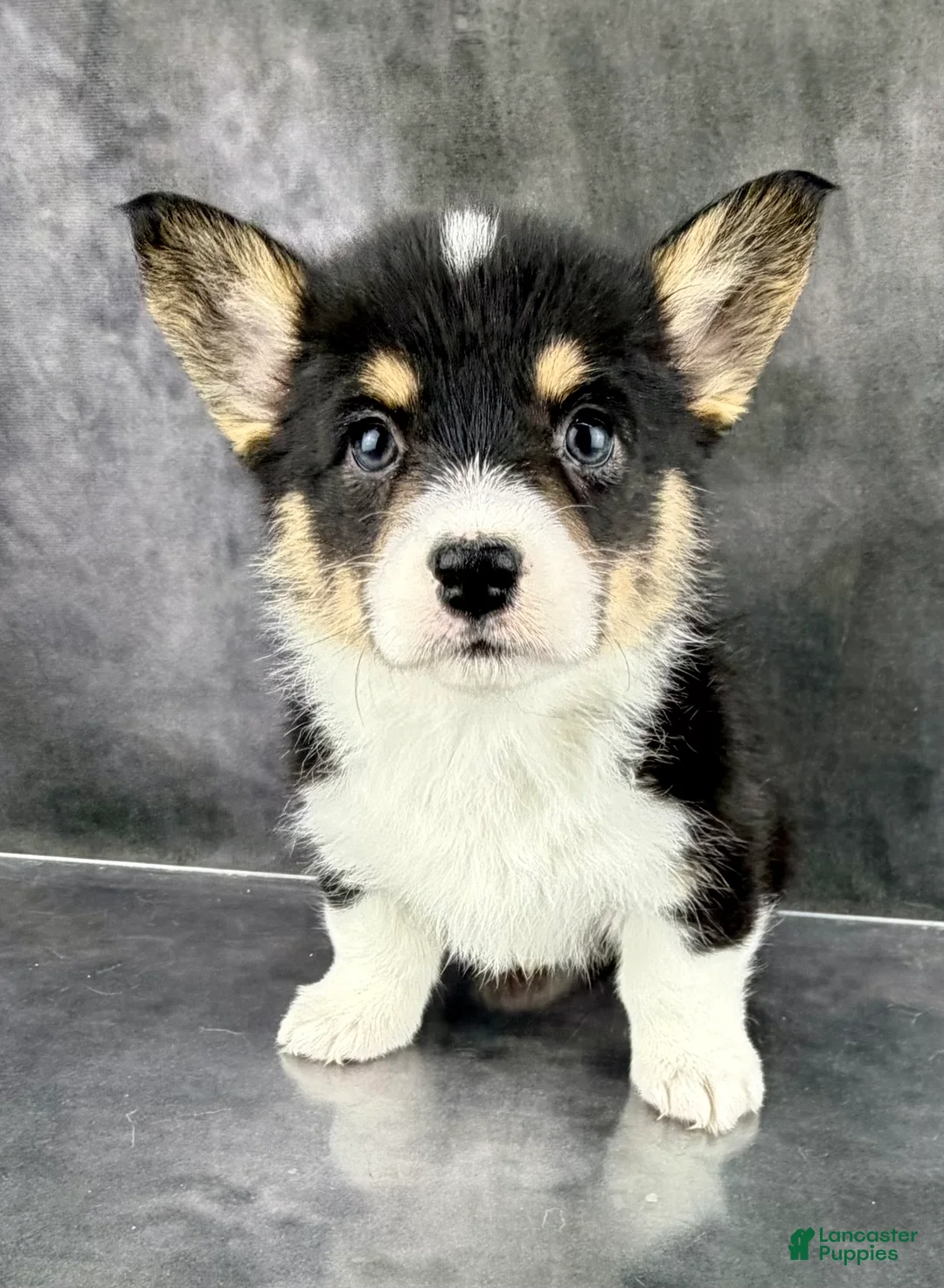 Welsh Corgi Pembroke dogs for sale: Molly Tailed Baby ❤️ - Ad 2