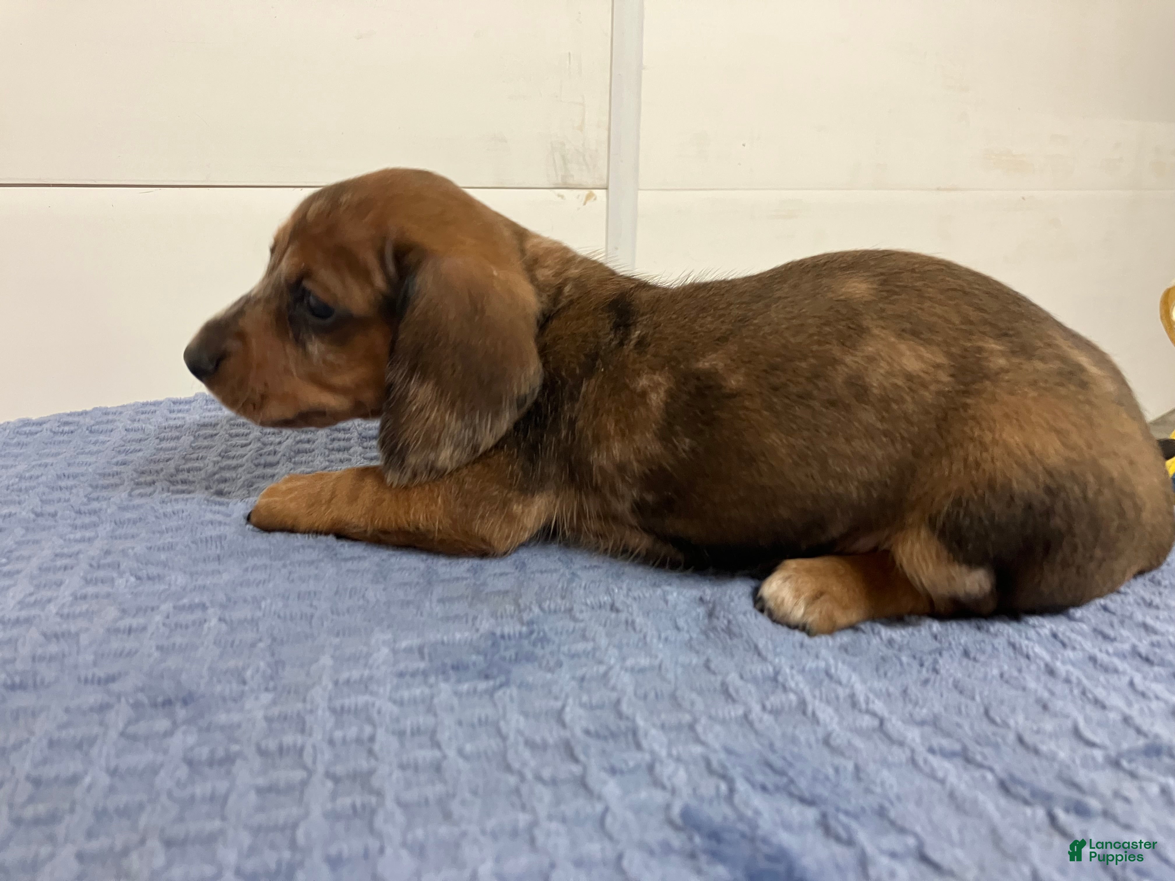 Miniature Dachshund dogs for sale: Franklin - Ad 1