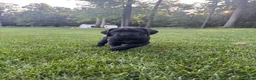 Cane Corso dogs for sale: Violet - Ad 2
