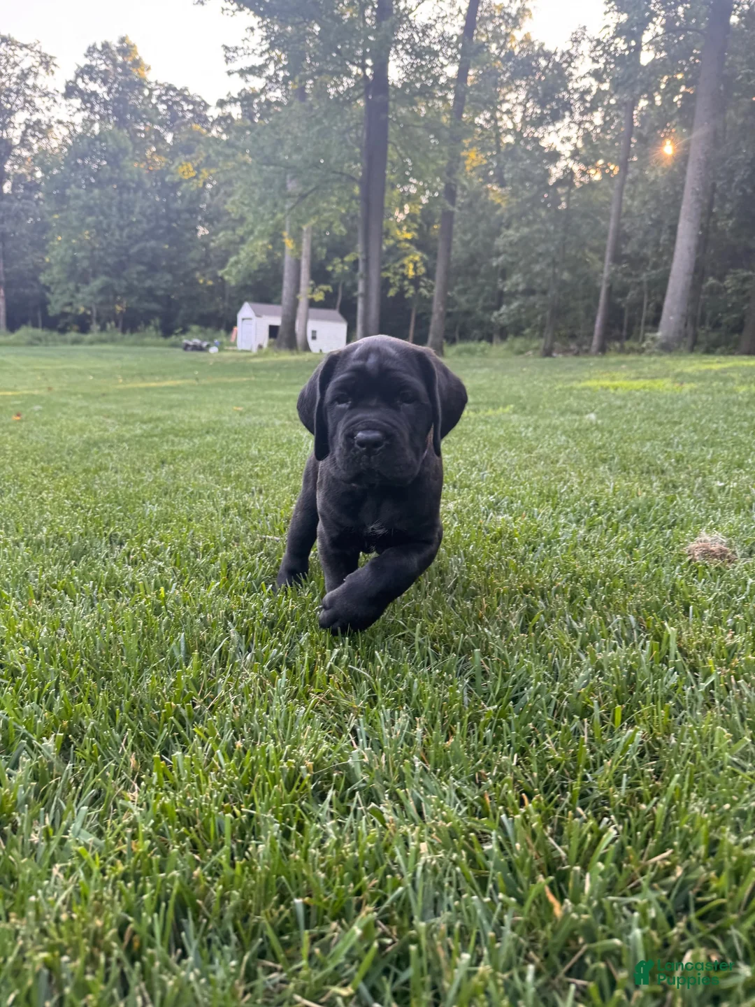 Cane Corso dogs for sale: Violet - Ad 2