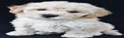 Cavachon dogs for sale: Jordan - Ad 6