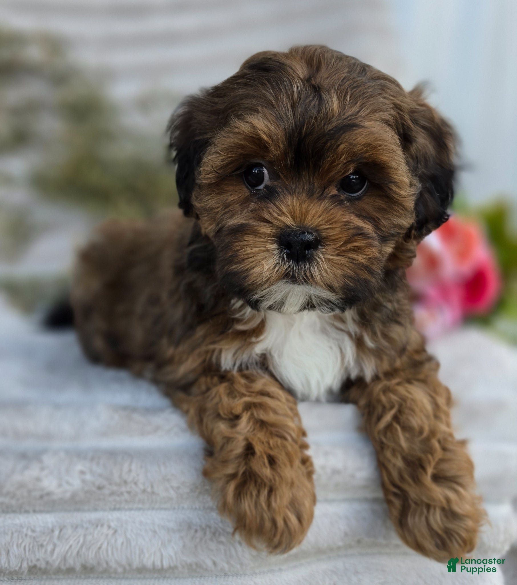 Shihpoo dogs Cuddles - Ad 2