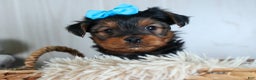Yorkshire Terrier dogs for sale: CHARLIE - Ad 19