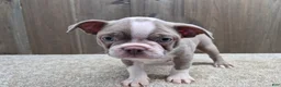 Boston Terrier dogs for sale: Shadow - Ad 6